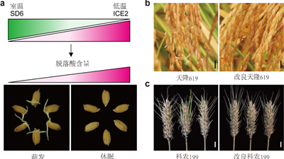 我國(guó)科學(xué)家找到調(diào)控水稻、小麥穗發(fā)芽的“開關(guān)”