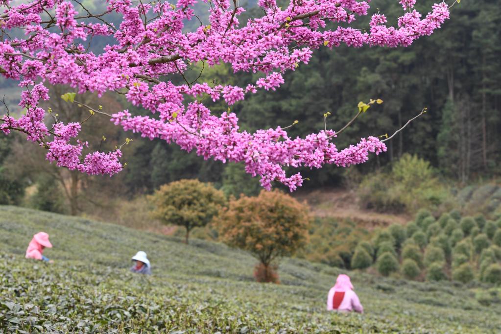 采摘明前茶