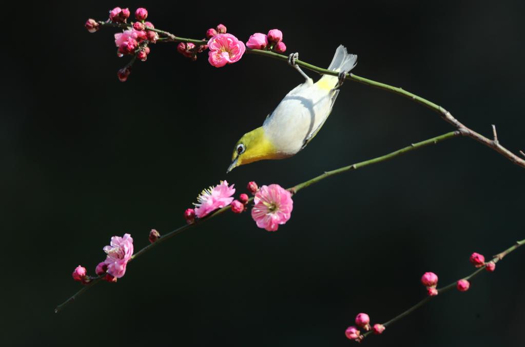 湖南衡陽(yáng)：鳥語(yǔ)花香迎春來(lái)