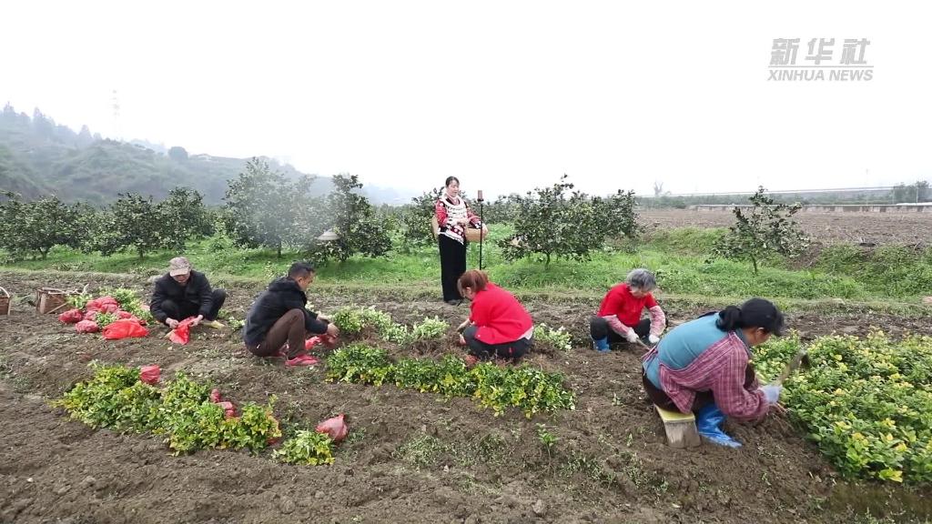 奮進(jìn)新征程 建功新時代丨環(huán)境美日子甜 茅頭園村的振興跑在前