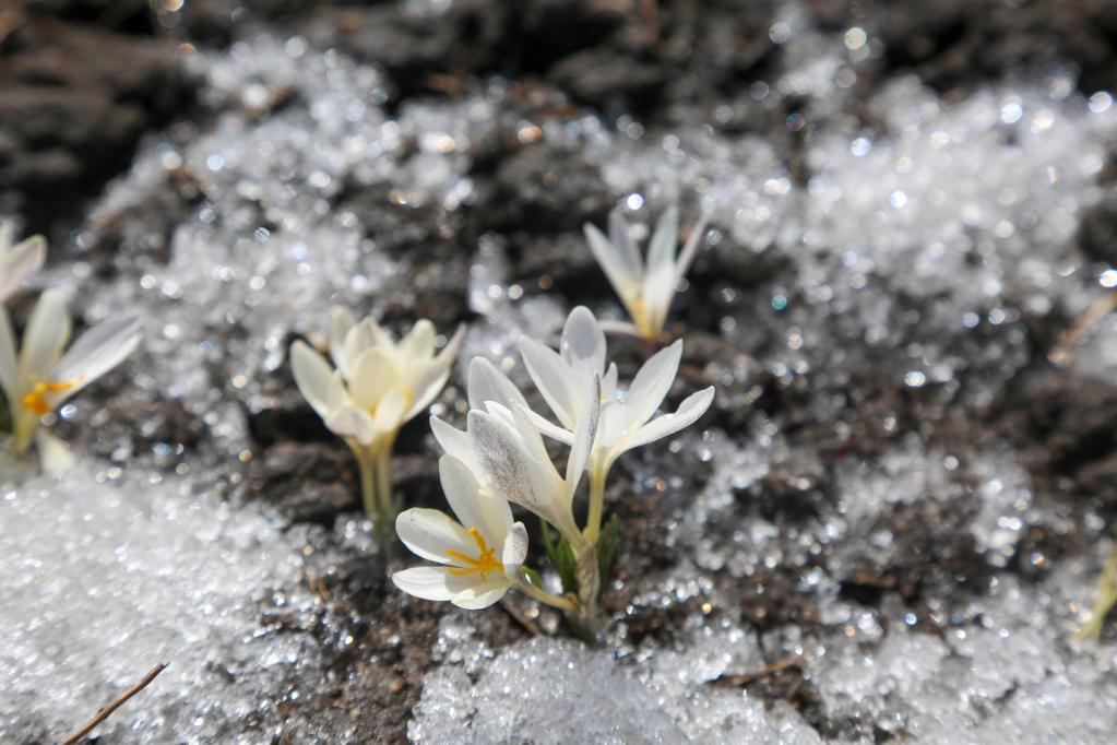 新疆：頂冰花破雪綻放