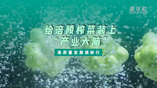 一顆青菜頭，緣何長出百億產(chǎn)業(yè)？